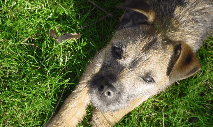 Border Terrier