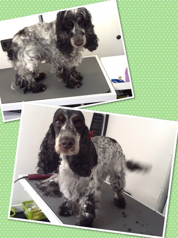 Cocker Spaniel Grooming