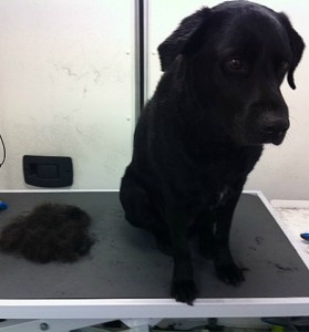 Ollie the black labrador