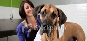 Dog being groomed